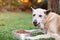 Brown shepherd closeup eating from metal bowl