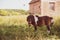 Brown Shetland pony in a grassy field