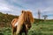 Brown shetland pony grazing on the pasture