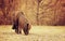 Brown Shetland pony on the pasture