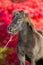 Brown Shetland pony on red background