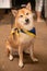 Brown Shiba Dog staring and sitting on the floor