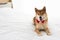 A brown Shiba Inu sleeping on a white bed