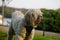 Brown shih poo sits on the green grass outside and look around