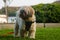 Brown shih poo sits on the green grass outside and look around