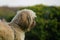 Brown shih poo sits on the green grass outside and look around