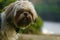 Brown shih poo sits on the green grass outside and look around