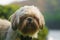 Brown shih poo sits on the green grass outside and look around