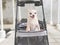 brown short hair chihuahua dog standing in pet stroller on walkway