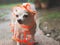 brown short hair chihuahua dog wearing rain coat hood standing on cement floor in the garden, looking away