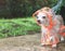 brown short hair chihuahua dog wearing rain coat hood standing on cement floor in the garden, looking sideway