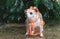 Brown short hair chihuahua dog wearing rain coat hood standing  on cement floor  in the garden, looking up sideway