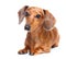 Brown short hair dachshund dog