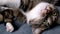 Brown shorthair domestic tabby cat lying on a couch and meows.