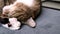 Brown shorthair domestic tabby cat lying on a couch. Selective focus