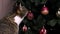 Brown shorthair domestic tabby cat sniffs and watching on a toys.