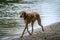 A brown shorthaired dog with very long legs is running on the beach