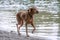 A brown shorthaired dog with very long legs is running on the beach