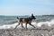 Brown shorthaired pointer walks on pebbly shore of sea on waves. Dog is a short haired hunting dog breed with drooping ears. Walk