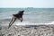 Brown shorthaired pointer walks on pebbly shore of sea on waves. Dog is a short haired hunting dog breed with drooping ears. Walk