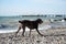 Brown shorthaired pointer walks on pebbly shore of sea on waves. Dog is a short haired hunting dog breed with drooping ears. Walk