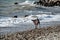 Brown shorthaired pointer walks on pebbly shore of sea on waves. Dog is a short haired hunting dog breed with drooping ears. Walk