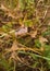 Brown Shorthorned Grasshopper on dry leaves