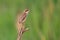 Brown Shrike