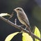 Brown Shrike