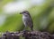 Brown Shrike