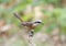 Brown Shrike Lanius cristatus