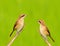 Brown shrike(Lanius cristatus)