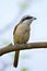 Brown Shrike (Lanius cristatus)