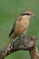 Brown Shrike (Lanius cristatus)