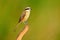 Brown Shrike, Lanius Cristatus, bir from Sri Lanka. Animal in the nature habitat, Asia. Shrike sitting on the branch. Clear backgr