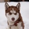 Brown siberian husky portrait