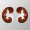 The brown silhouette of the kidney is carved on paper.