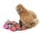 Brown silkie chicken