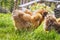 Brown Silkie chickens on a rural green lawn