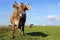 Brown and Simmental cows