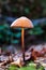 Brown single forest mushroom close up macro shot vertical ground level view sunlght illuminated isolated against blurry green