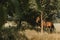 Brown single saddled horse tied to the trunk of tree waiting in the shadow under trees waiting for a ride during the summer sunset