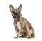 Brown sitting French bulldog wearing a collar