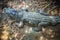 Brown skin of freshwater crocodile back that lying still on the