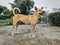 Brown Skinny Domestic Stray Dog Standing and Looking at Something