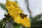 A brown skipper butterfly perched on a luffa flower