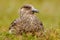 Brown skua, Catharacta antarctica, water bird sitting in the autumn grass, evening light, Norway