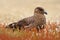 Brown skua, Catharacta antarctica, water bird sitting in the autumn grass, Norway. Skua in the nature habitat. Bird in the red gra
