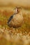 Brown skua, Catharacta antarctica, water bird sitting in the autumn grass with open bill, evening light, Argentina