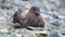 Brown skua lying in the rocks